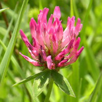 Wildflower Red Clover